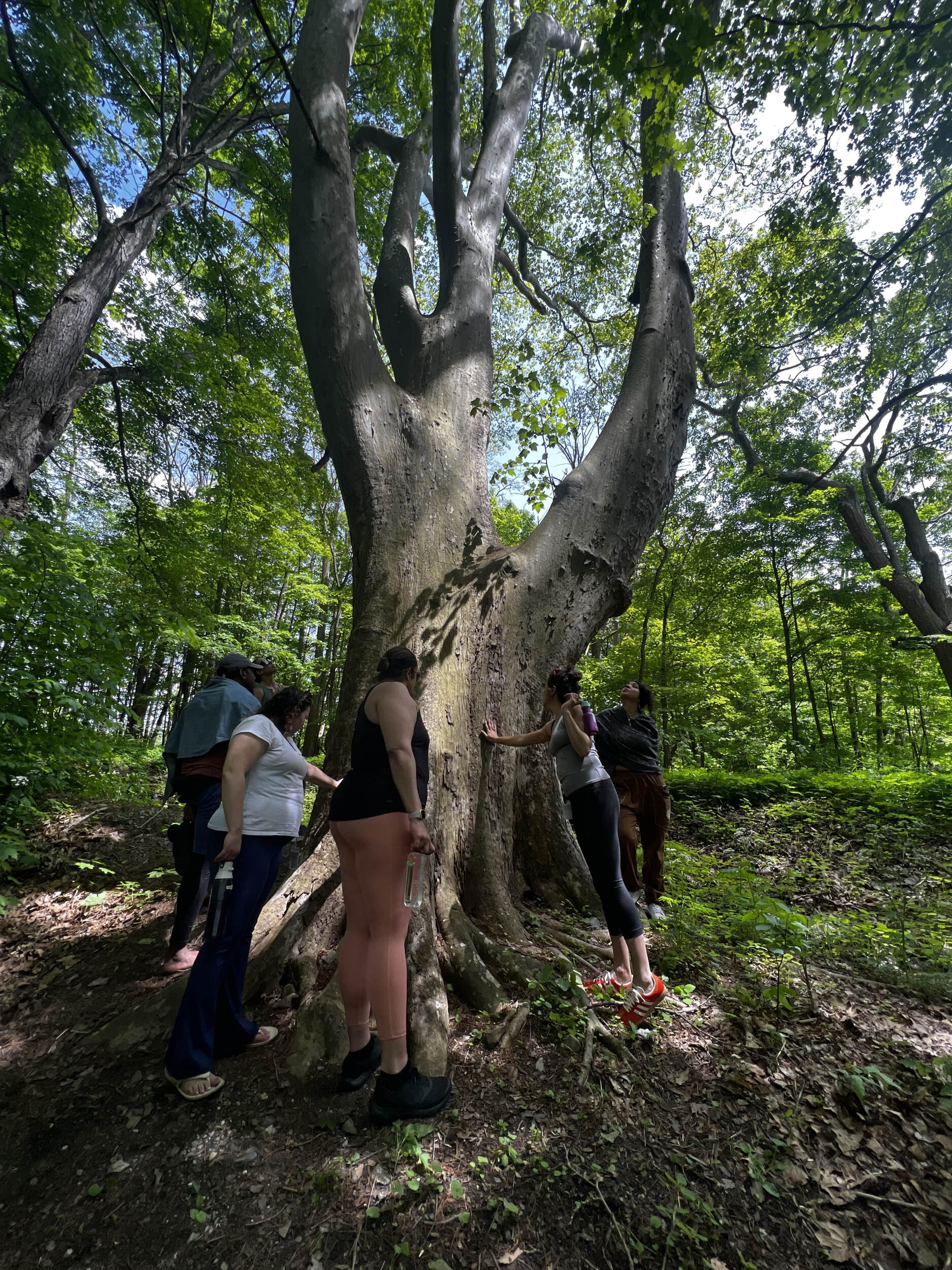 Local College ERG for the Global Majority Retreat A group of BIPOC folks enjoy their time connecting to an old growth american sycamore on the ancestral lands of the Muheconneok